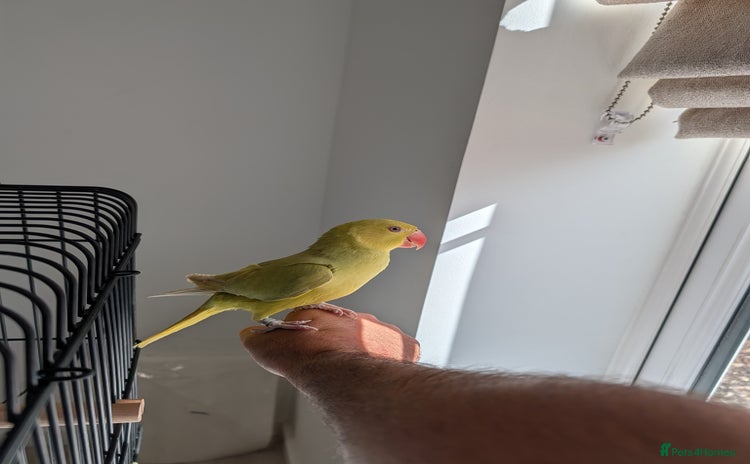 Ringnecks birds - Advert 1