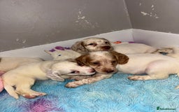 Cocker Spaniel dogs for sale: Cocker spaniel puppies  - Image 6