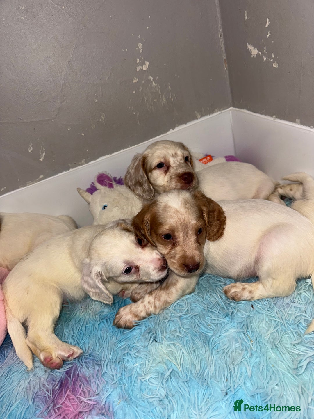 Cocker Spaniel dogs for sale: Cocker spaniel puppies  - Image 6