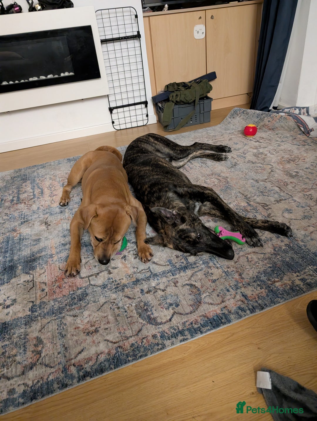 Mixed Breed dogs for sale: Knox - Shephound - Advert 4