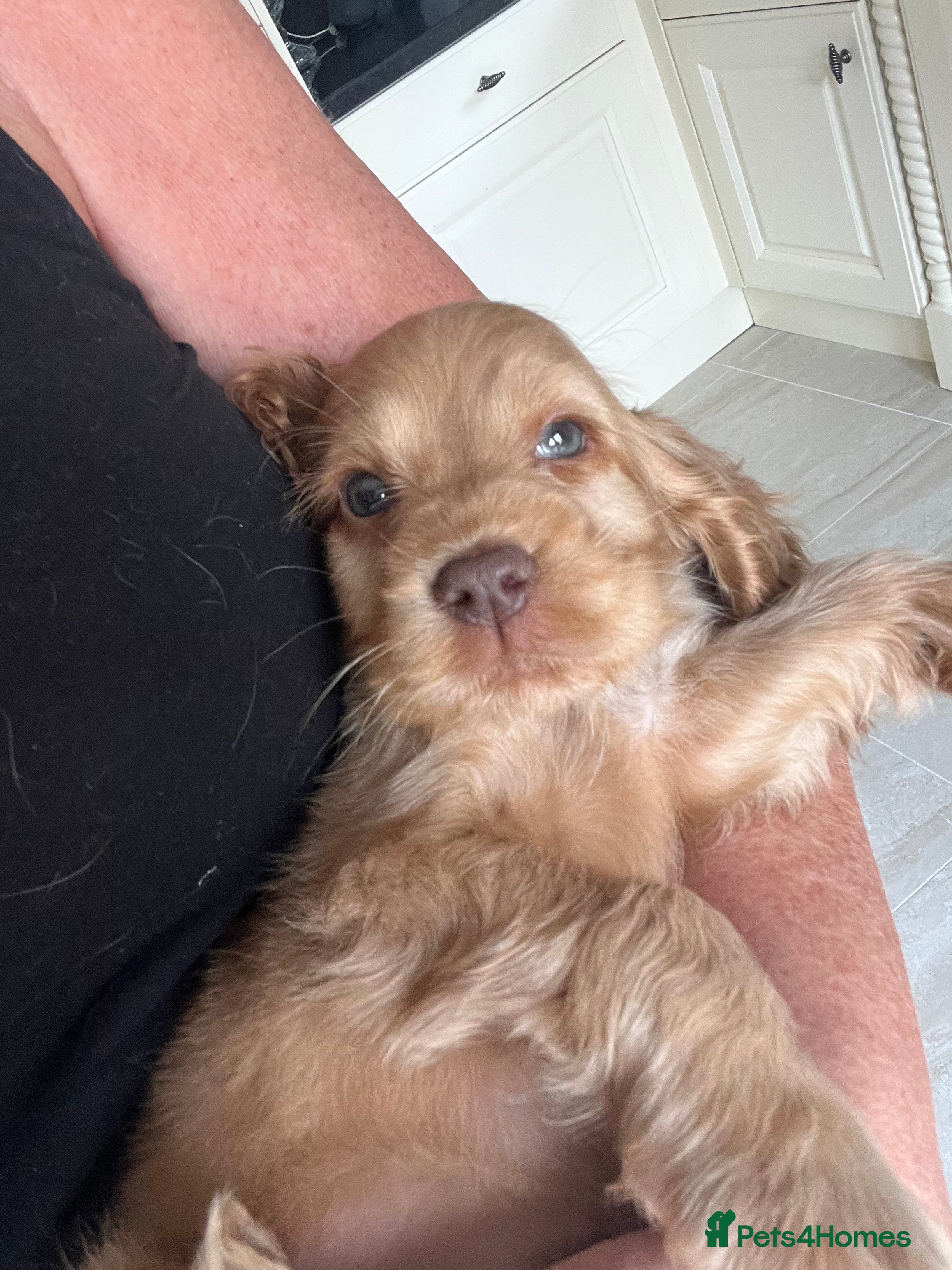 Cocker Spaniel dogs Beautiful show type cocker spaniel  - Advert 2