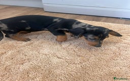 Dachshund dogs for sale: Dachshund pups - Image 5