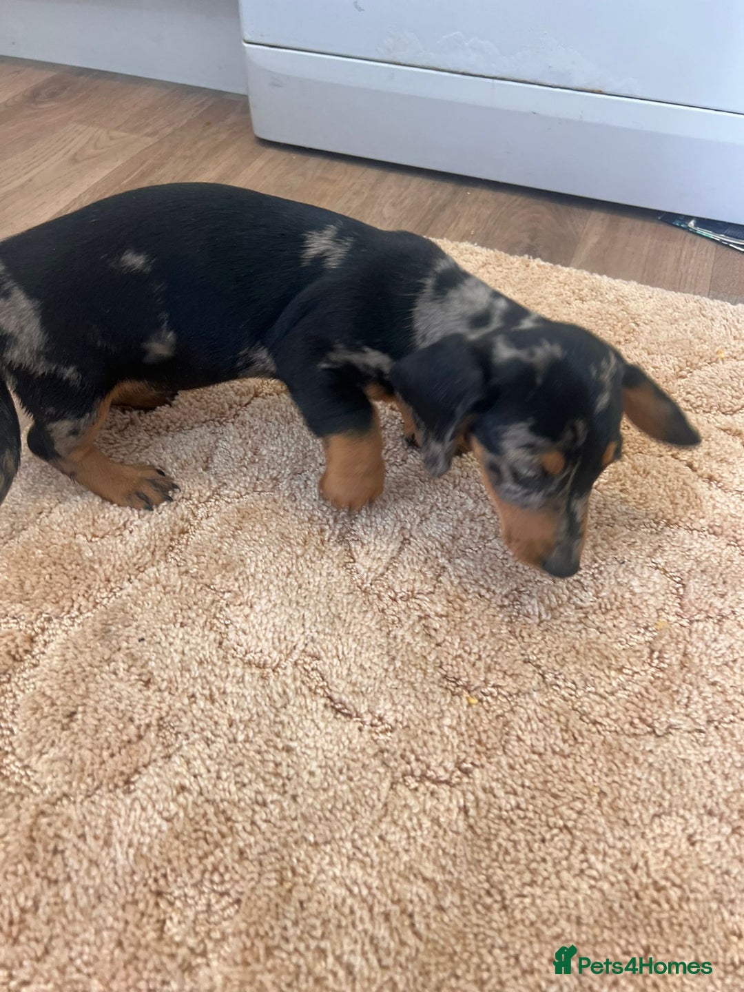 Dachshund dogs for sale: Dachshund pups - Image 5