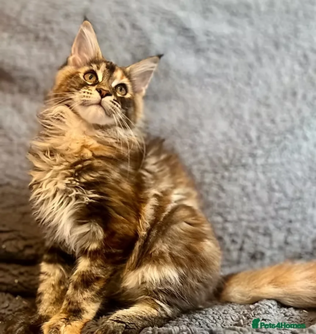 Maine Coon cats for sale: HOME BREED TICA REGISTERED KITTENS in King's Lynn - Advert 2