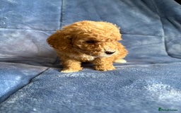 Cavapoo dogs for sale: Gorgeous cavapoo puppys - Image 12