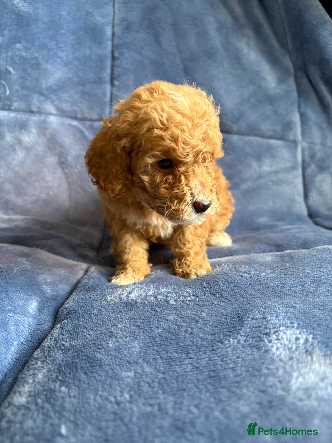Cavapoo dogs for sale: Gorgeous cavapoo puppys - Image 12