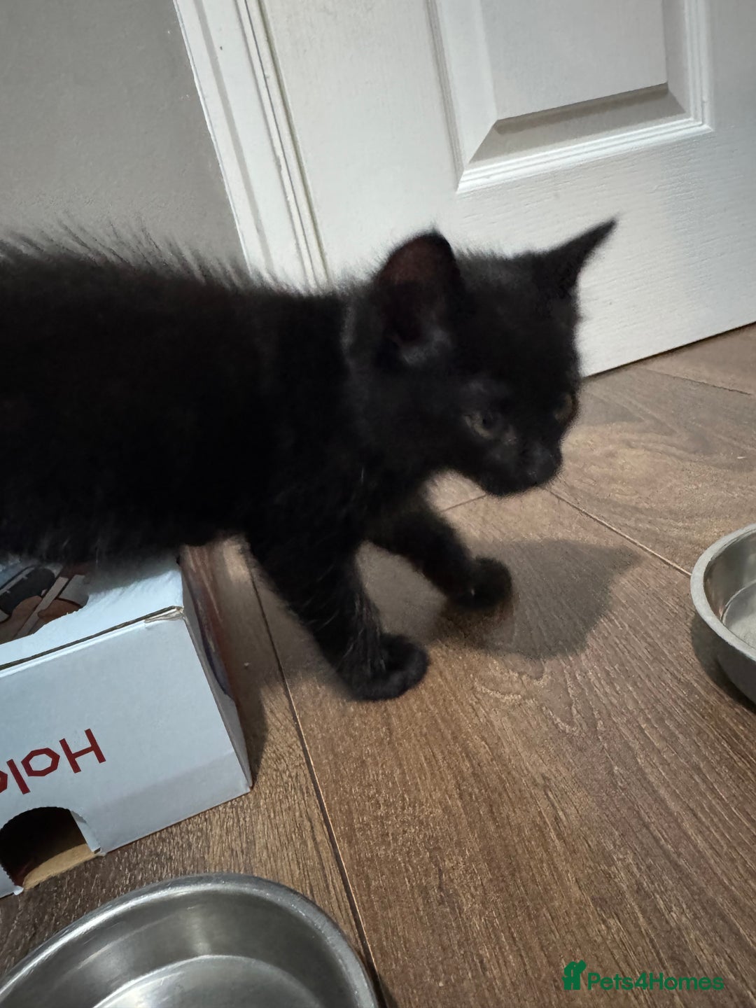 Domestic Shorthair cats for sale: 2 boy kittens for sale from 2 separate litters - Image 5