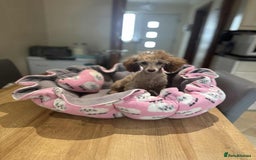 Toy Poodle dogs for sale: Tiny KC Toy Poodle Girl,Fully Vaccinated & Ready🐾 - Image 2