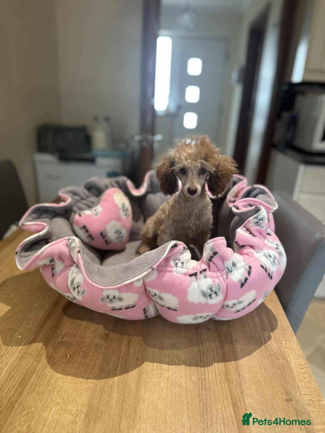 Toy Poodle dogs for sale: Tiny KC Toy Poodle Girl,Fully Vaccinated & Ready🐾 - Image 2