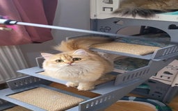 British Longhair cats for sale: Purebred British Longhair Female  - Image 11