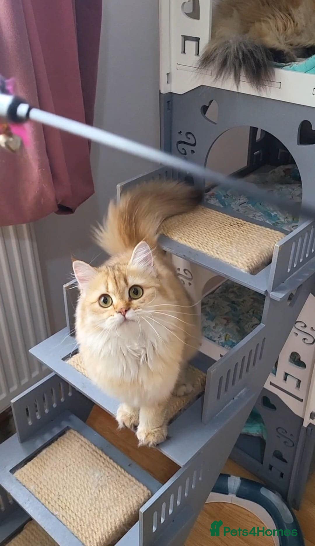 British Longhair cats for sale: Purebred British Longhair Female  - Image 11