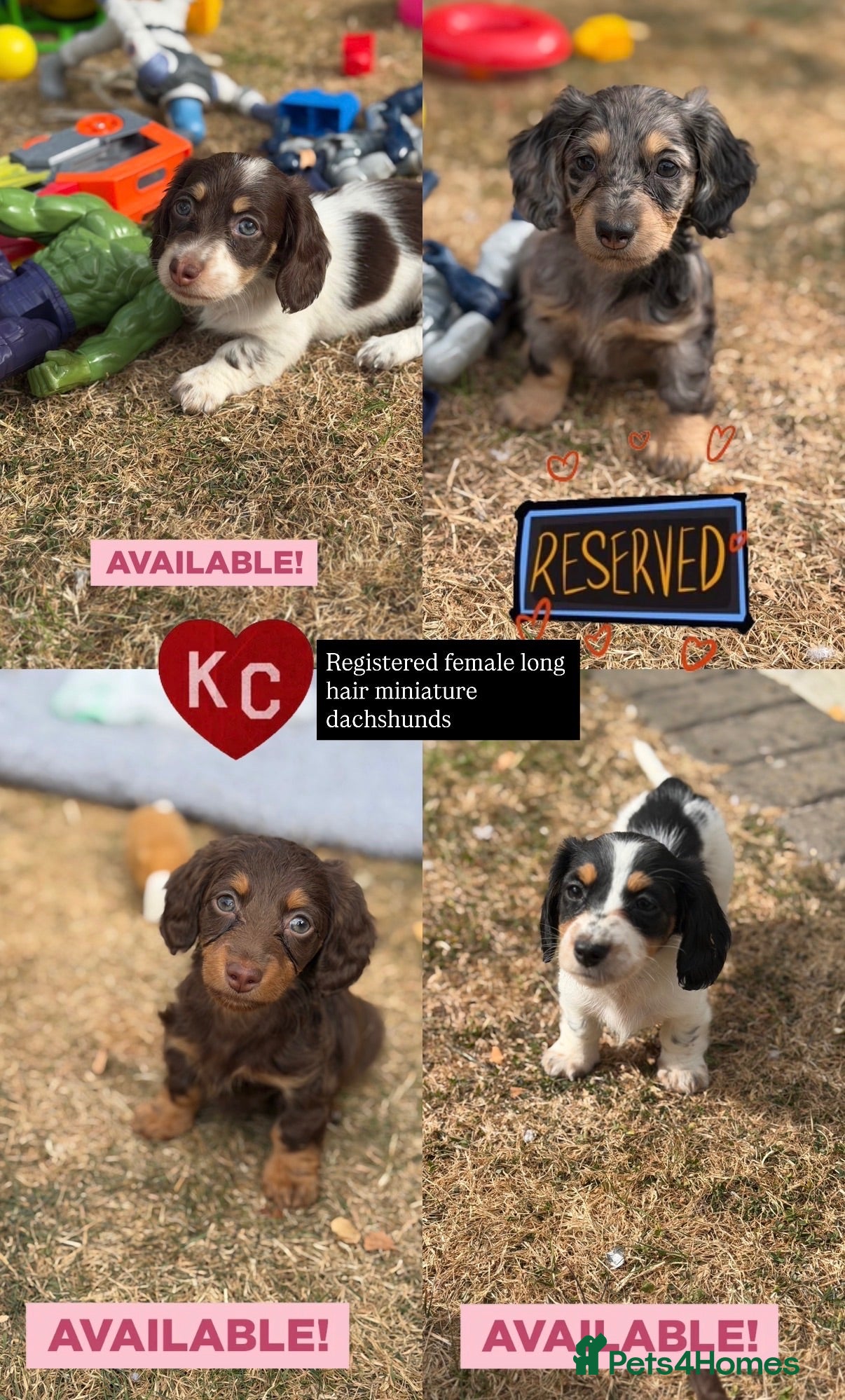 Miniature Dachshund dogs KC short haired and long haired puppies  - Advert 1