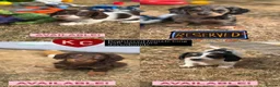 Miniature Dachshund dogs for sale: KC short haired and long haired puppies  - Advert 1