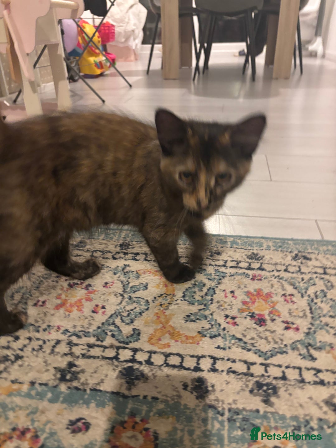 Mixed Breed cats for sale: Two lovely girls needing new home  - Image 9