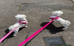 Maltese dogs for sale: KC Reg Korean Maltese girls - Image 3