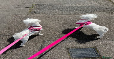 Maltese dogs - Advert 1