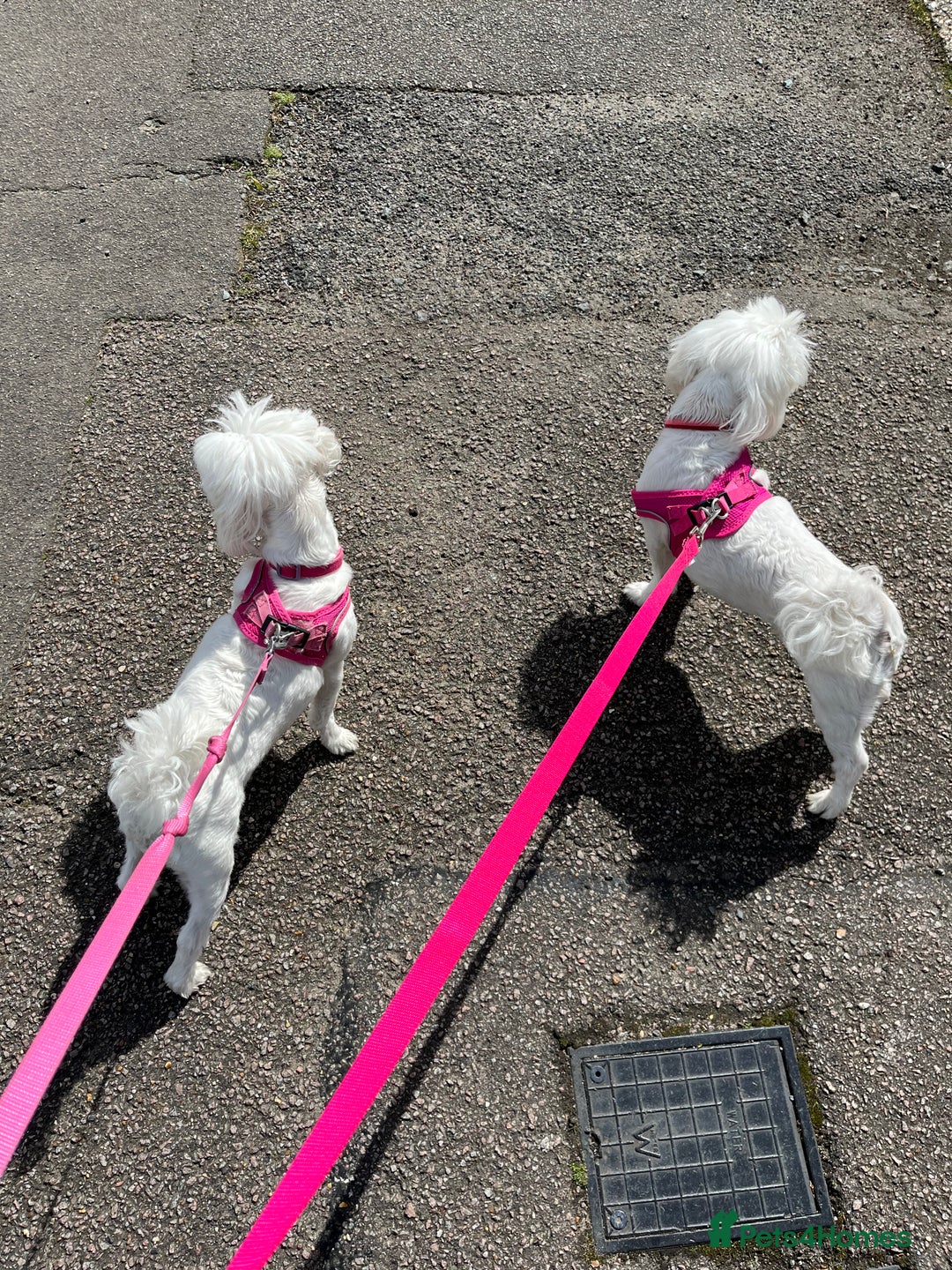 Maltese dogs for sale: KC Reg Korean Maltese girls - Image 3