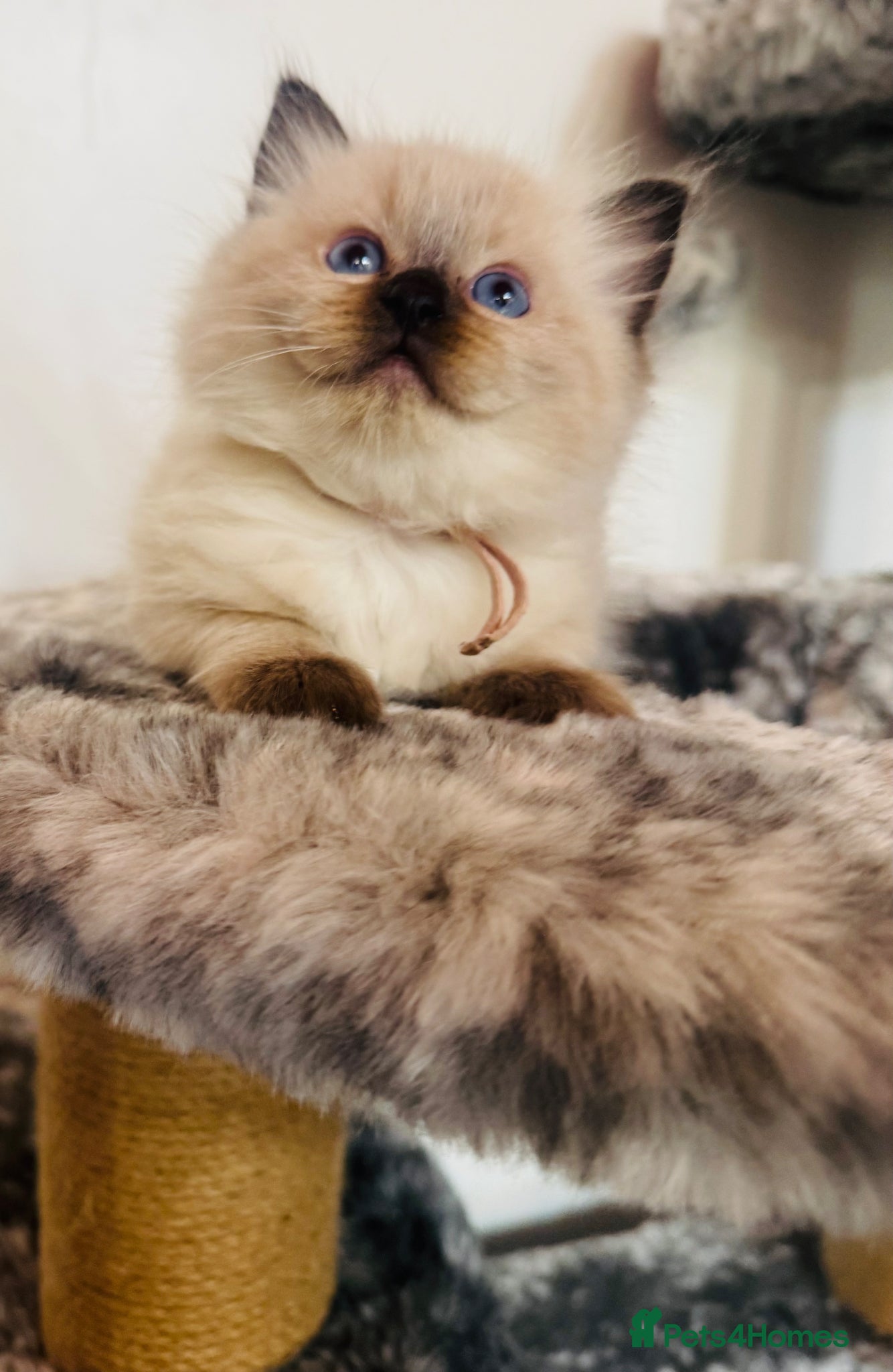 Ragdoll Kitten 5