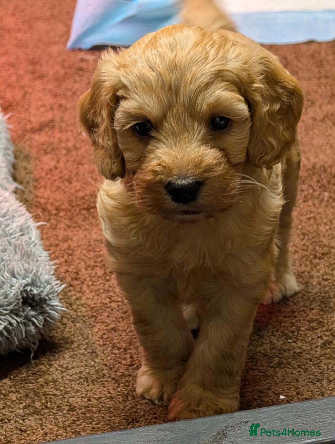 Cockapoo dogs for sale: F1 Miniature Phantom Cockapoos  READY NOW  in Chulmleigh - Image 1