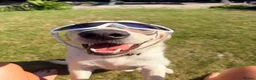 Labrador Retriever dogs for adoption: Loving Rufus - 2 year old  - Advert 8