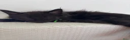 Maine Coon cats for sale: 🐾 BEAUTIFUL BLACK SMOKE MAINE COON KITTENS 🐾 - Advert 19