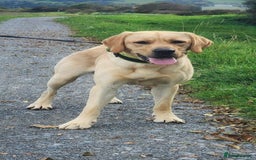 Labrador Retriever dogs for sale: Cooper 18 months  - Image 6