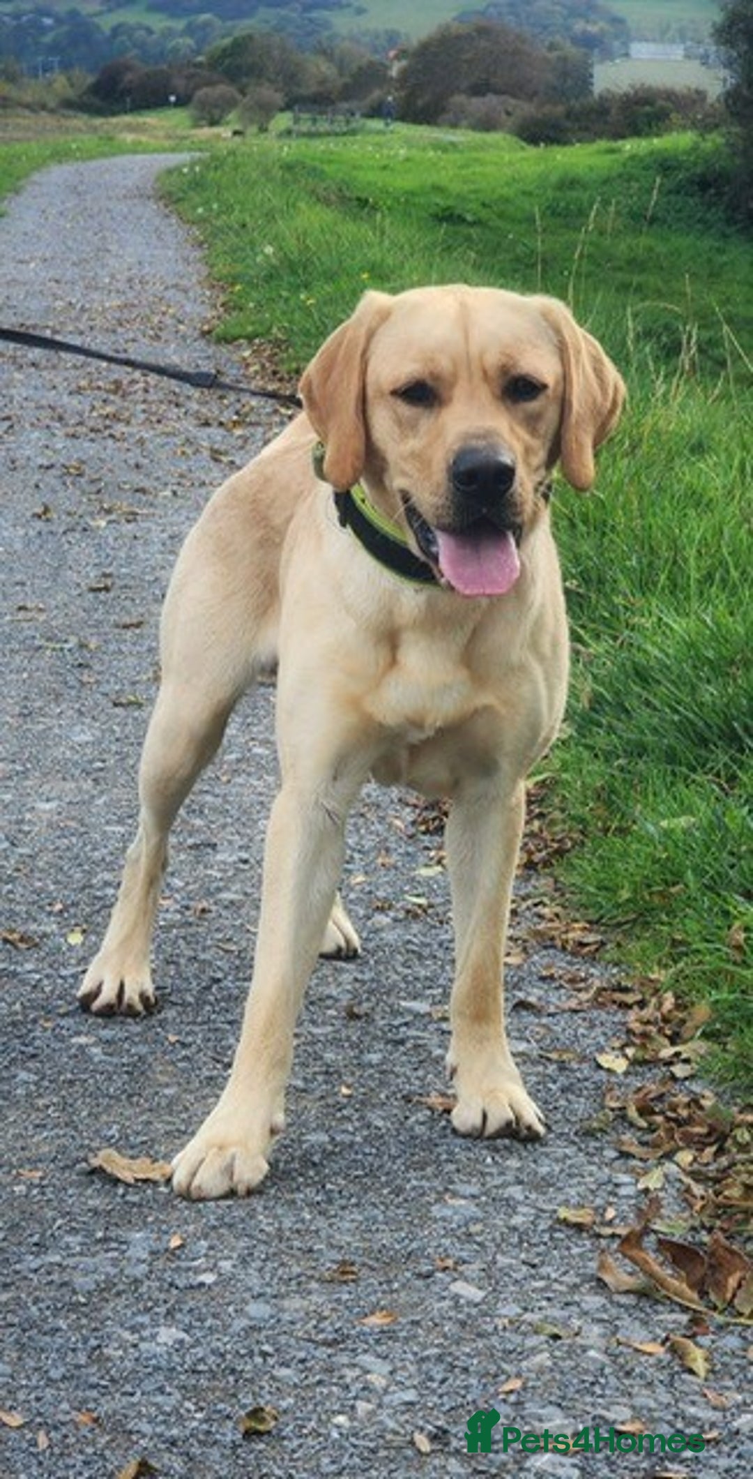 Labrador Retriever dogs for sale: Cooper 18 months  - Image 6