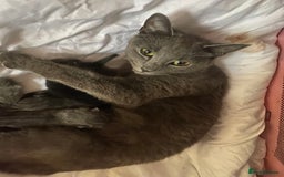 Russian Blue cats for sale: Russian blue kittens  - Image 5