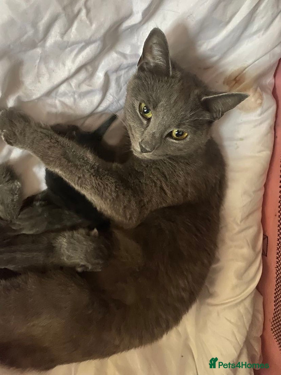 Russian Blue cats for sale: Russian blue kittens  - Image 5