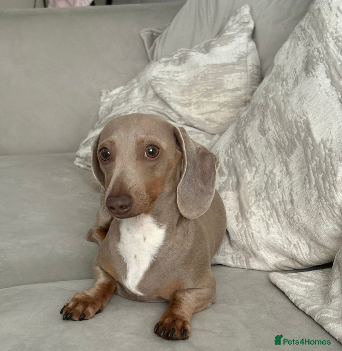Miniature Dachshund dogs Miniature smooth haired dachshund  - Advert 5