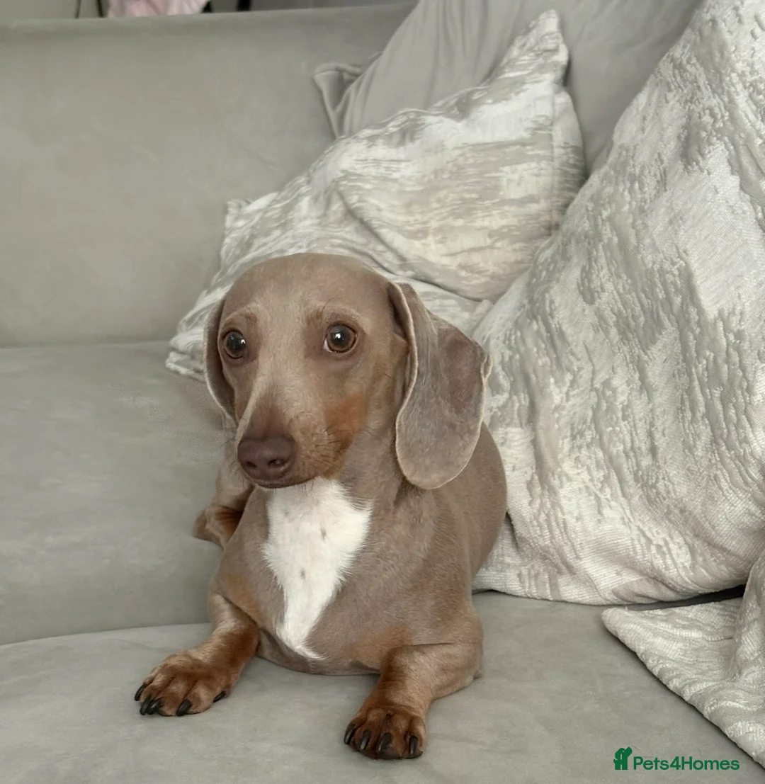 Miniature Dachshund dogs for sale: Miniature smooth haired dachshund  - Advert 1