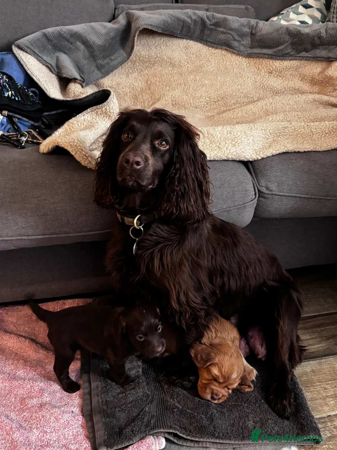 Cocker Spaniel dogs for sale: Beautiful cocker spaniel puppies - Advert 1