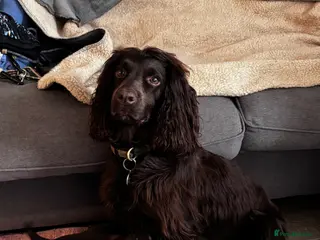 Cocker Spaniel dogs Beautiful cocker spaniel puppies - Advert 7