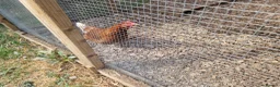 Chickens poultry for sale: LayingvChickens for sale  - Advert 10