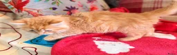 Persian cats for sale: BEAUTIFUL PERSIAN X KITTENS READY NOW - Advert 24