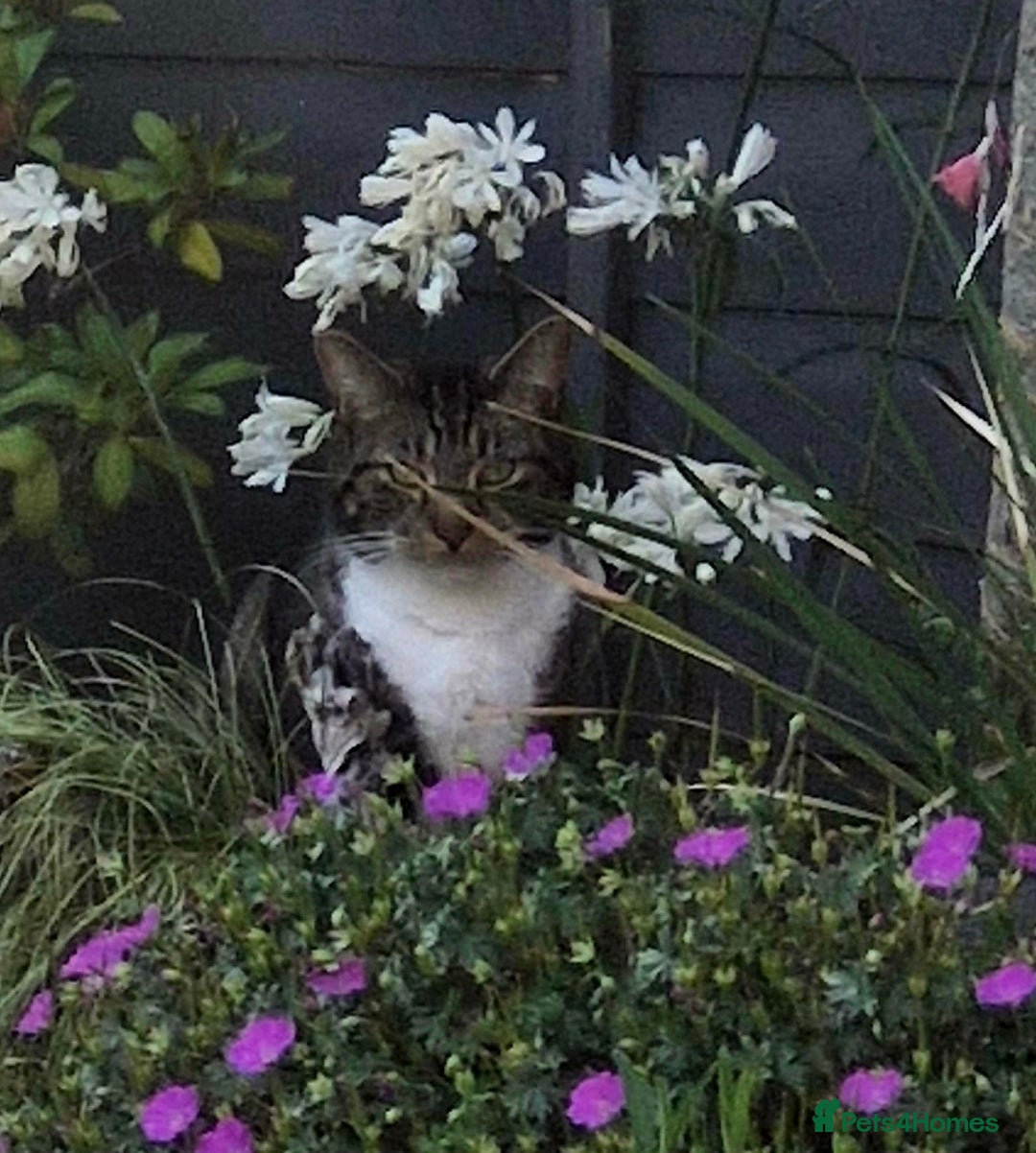 Mixed Breed cats for sale: Large male tabby/maine coon cross  - Image 1
