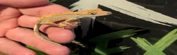 Gecko reptiles for sale: CB26 crested gecko  - Advert 3