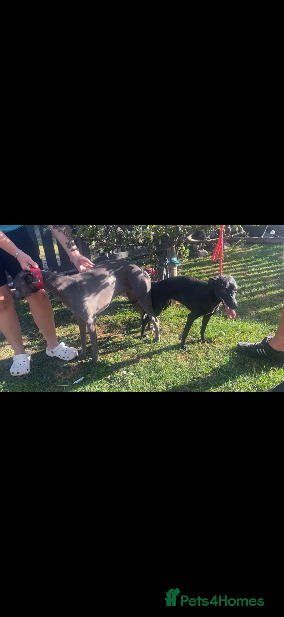 Whippet dogs for sale: Stunning whippet pups - Image 11