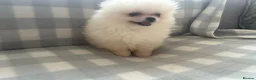 Pomeranian dogs for sale: pomarain pups - Advert 18