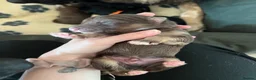 German Shepherd dogs for sale: German Shepherd Puppies in Selby - Advert 7
