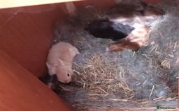 Lionhead rabbits for sale: Baby rabbits set of 5 - Image 3