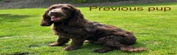 Cocker Spaniel dogs for sale: Stunning cocker pups excellent health testing  - Advert 14