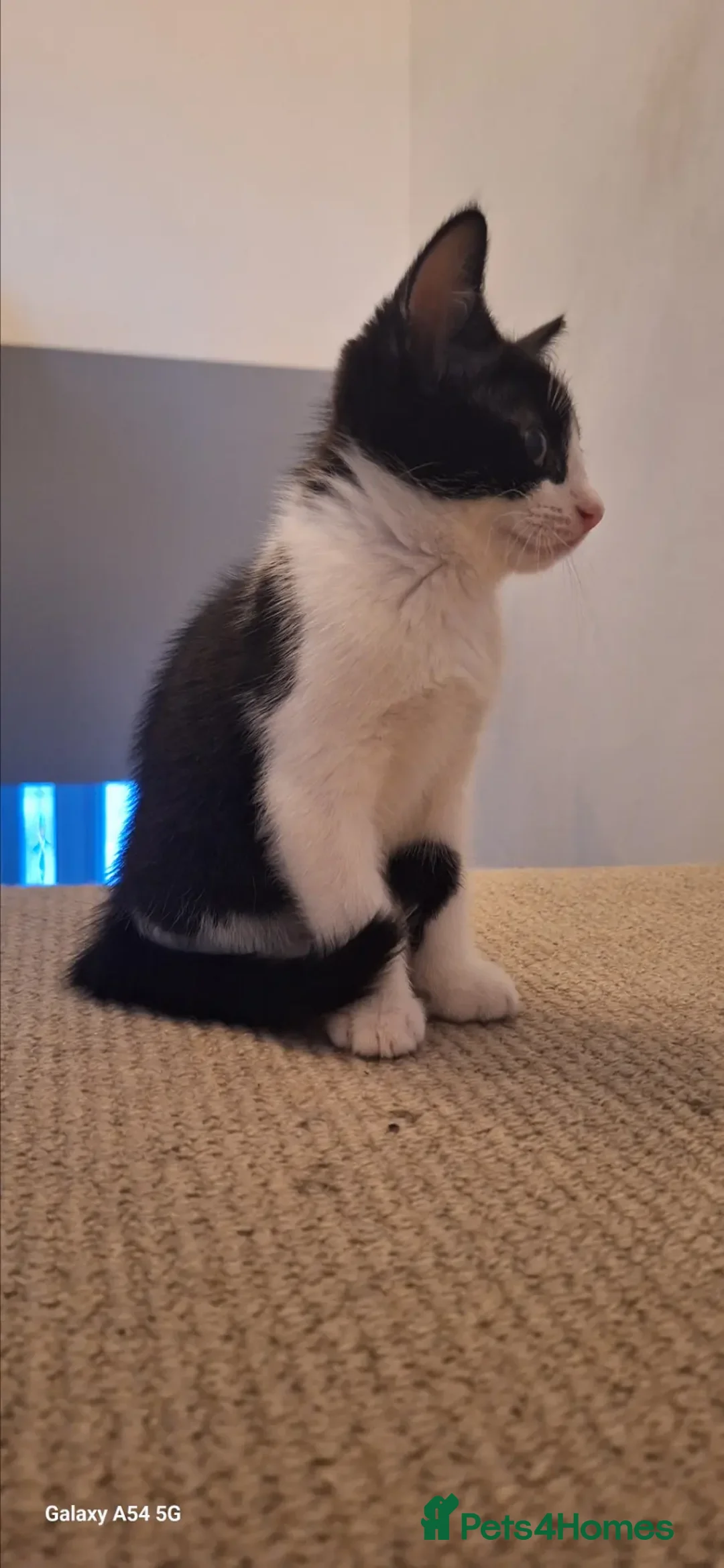 Mixed Breed cats for sale: Adorable Tuxedo Kittens available to Forever homes - Advert 2