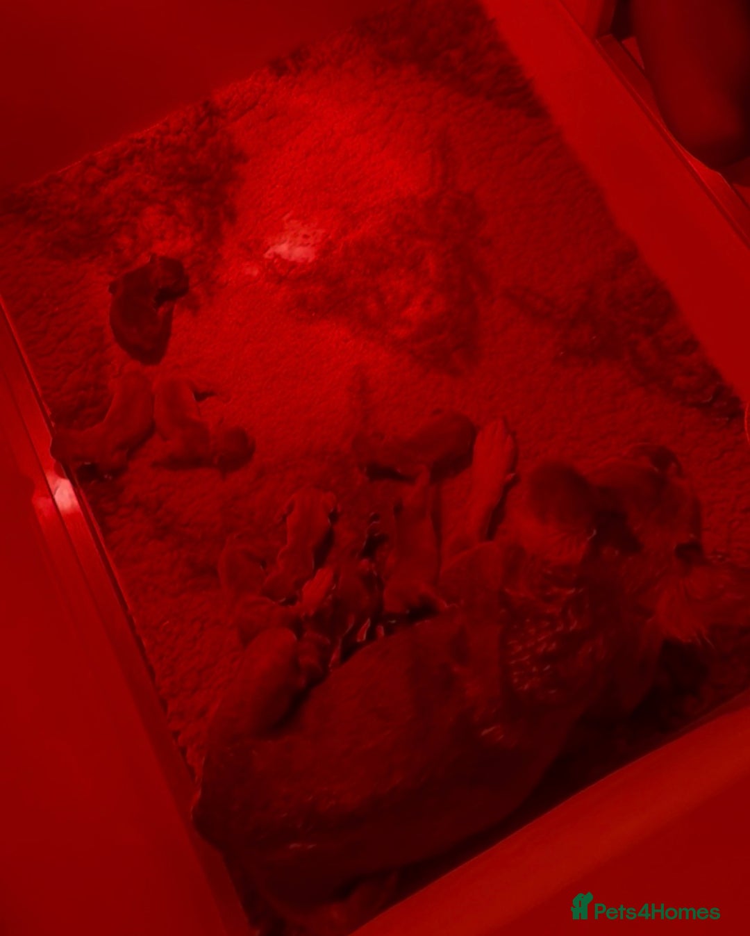 French Bulldog dogs for sale: 3 Full Fluffy Boys  - Advert 4