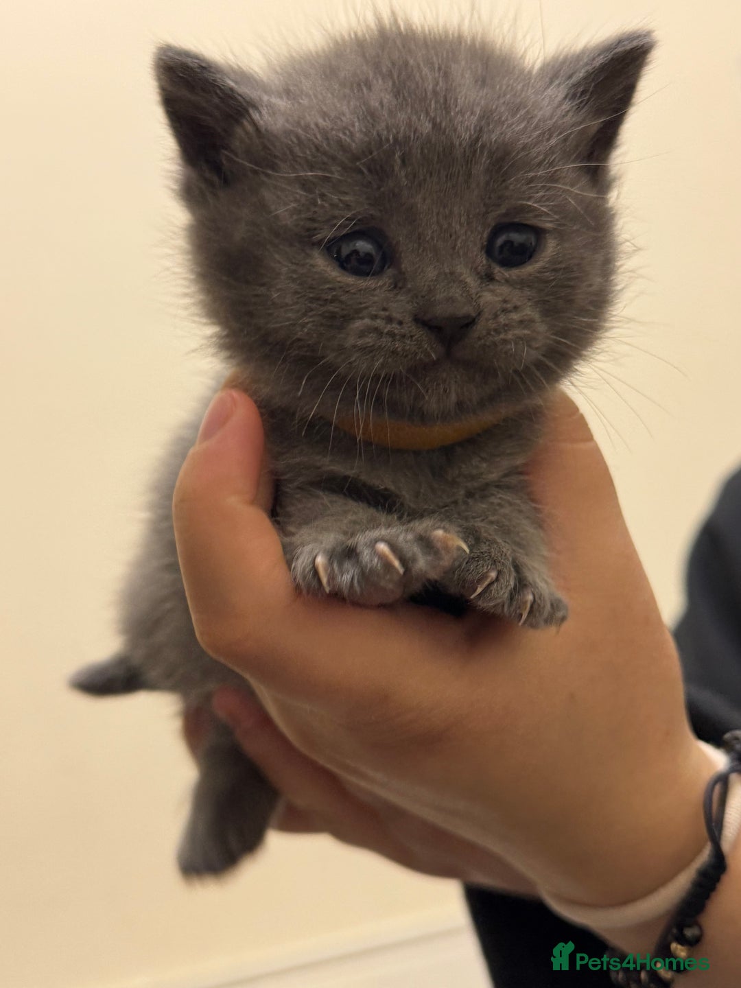 British Shorthair cats for sale: Pure British short hair  - Advert 6