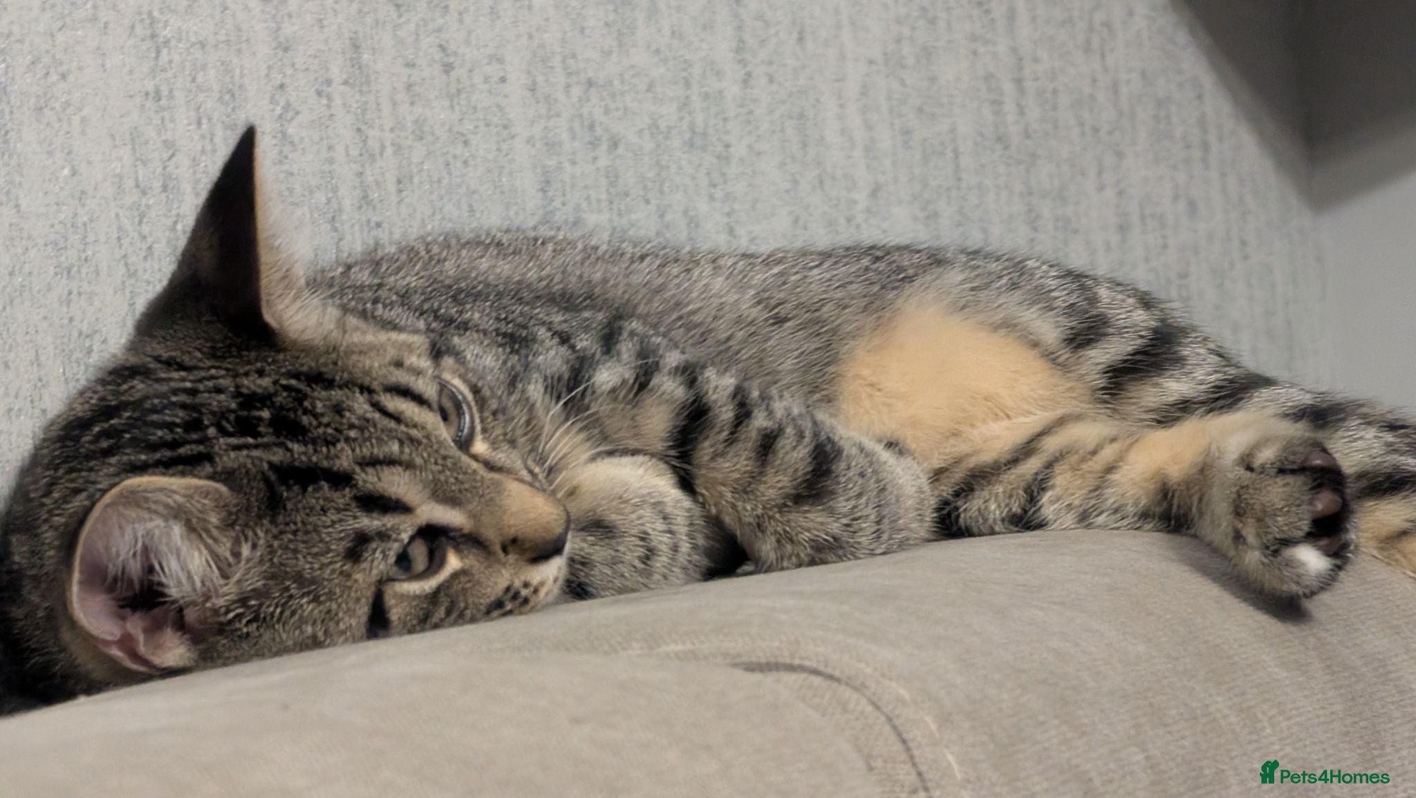 Mixed Breed cats Mr. Tabby wants to become part of your family - Advert 1