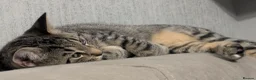 Mixed Breed cats for sale: Mr. Tabby wants to become part of your family - Advert 1