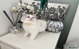 Ragdoll cats for sale: Beautiful Bi Colour Ragdoll - Image 3