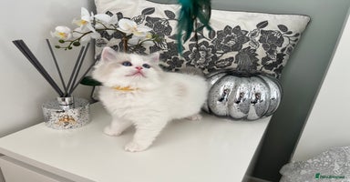 Ragdoll cats - Advert 15