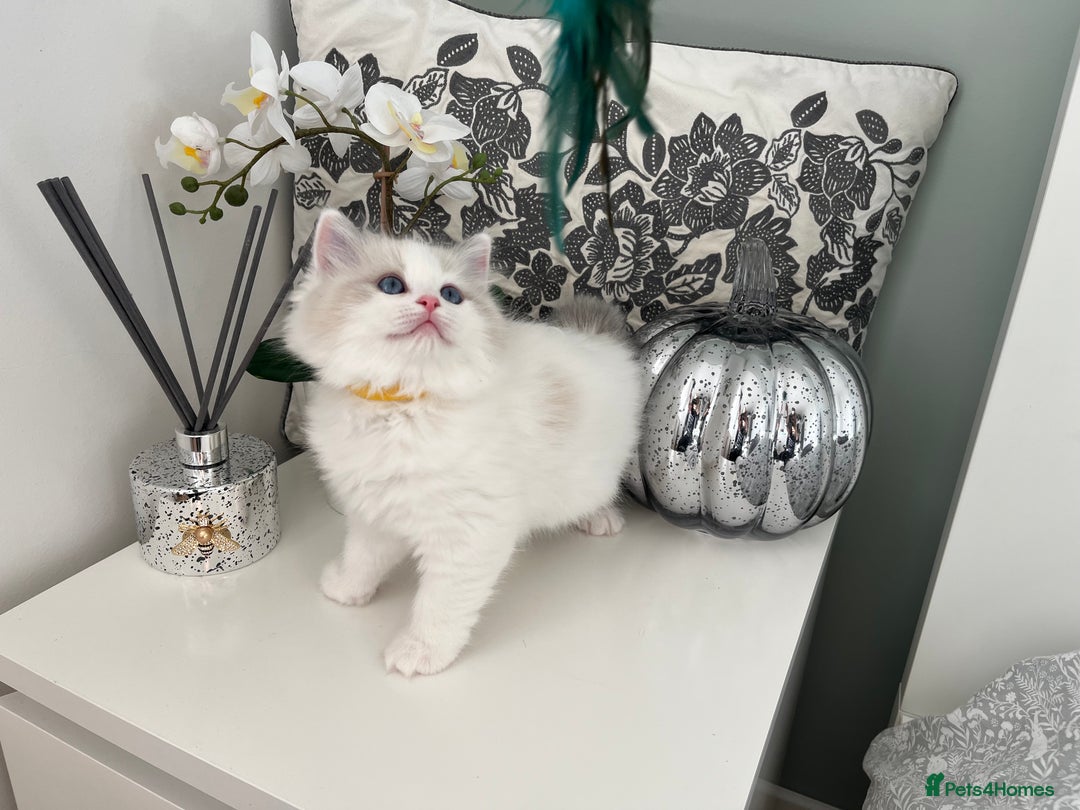 Ragdoll cats for sale: Beautiful Bi Colour Ragdoll - Image 3